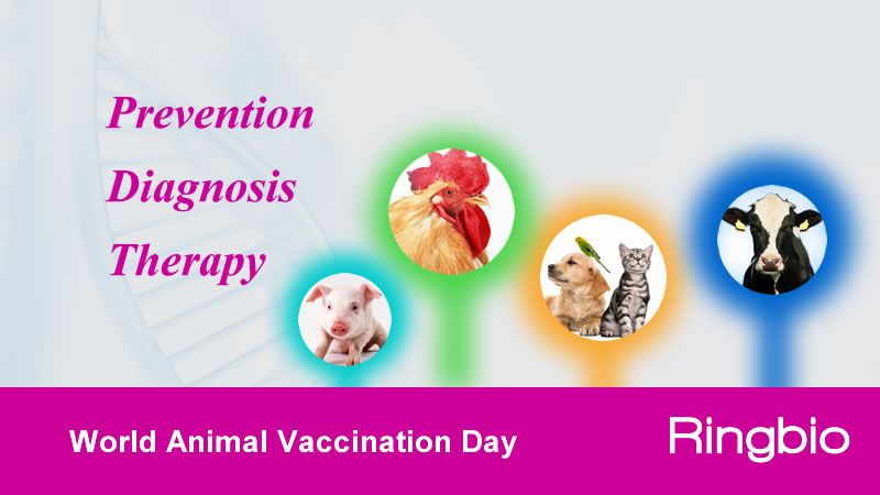 World animal vaccination day at Ringbio