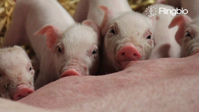 Pig Pregnancy Rapid Test Kit Takes Center Stage at AVIANA Expo